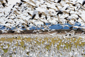 Snow Geese (Chen caerulescens) wintering at the Skagit River delta in Skagit County, Washington, USA.